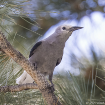 Clark's Nutcracker-08