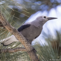 Clark's Nutcracker-09