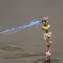 Common blue damselfly-03