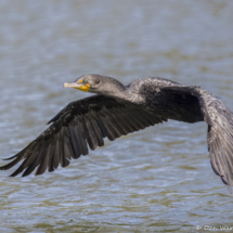 Double-crested Cormorant-03