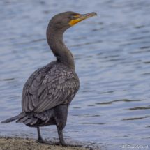 Double-crested Cormorant-09