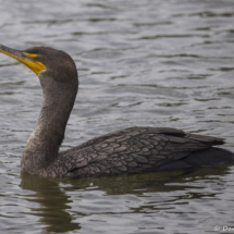 Double-crested Cormorant-15