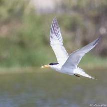 Elegant Tern-01
