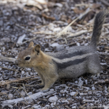Golden-mantled Ground Squirrel-01