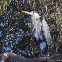Great Blue Heron-02