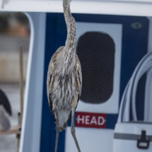 Great Blue Heron-07