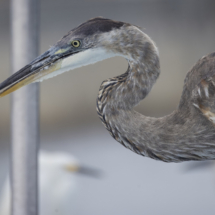 Great Blue Heron-08
