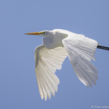 Great Egret-02