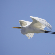 Great Egret-03