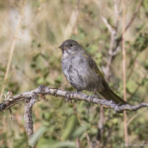 Green-tailed Towhee-01