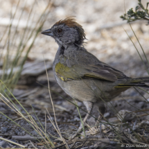 Green-tailed Towhee-02