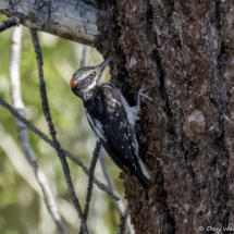 Hairy Woodpecker-02