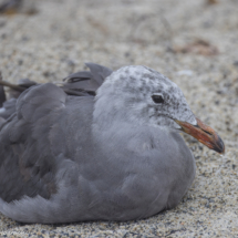 Heermann's Gull-03