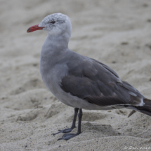 Heermann's Gull-05