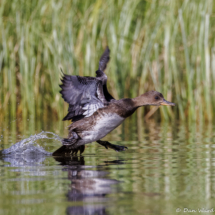Hooded Merganser-02