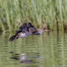Hooded Merganser-04