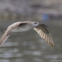 Hudsonian Whimbrel-01