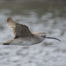 Hudsonian Whimbrel-02