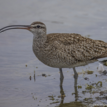 Hudsonian Whimbrel-06