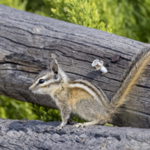 Least chipmunk-01