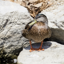 Mallard-01