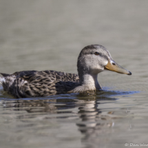 Mallard-02