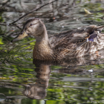 Mallard-03