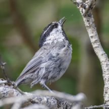 Mountain Chickadee-01
