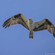 Osprey in Flight-01