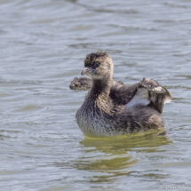 Pied-billed Grebe-01