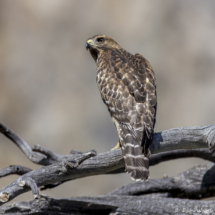 Red-shouldered Hawk-01