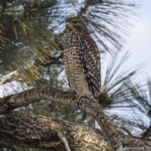 Red-shouldered Hawk-02