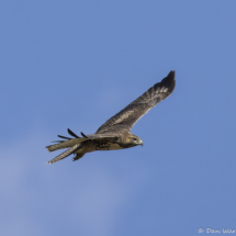 Red-tailed Hawk-01