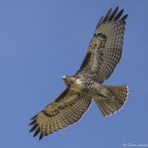 Red-tailed Hawk-03