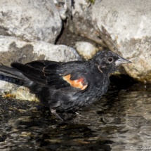 Red-winged Blackbird-01