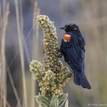 Red-winged Blackbird-08