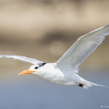 Royal Tern-06