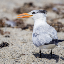 Royal Tern-10