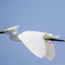 Snowy Egret-04
