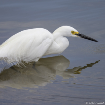 Snowy Egret-07