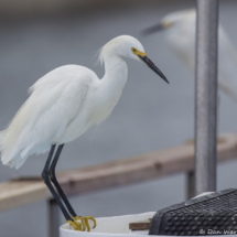 Snowy Egret-Guarding the Bait Tank