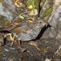 Song Sparrow-01