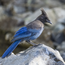 Steller's Jay-01