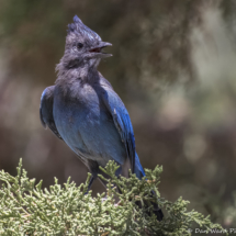 Steller's Jay-03