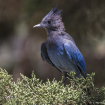 Steller's Jay-06