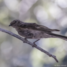Townsend's Solitaire-Immature-02