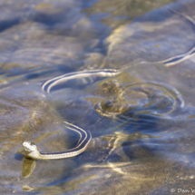 Two-striped Garter Snake-01