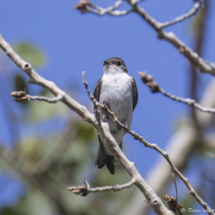 Violet-green Tree Swallow-01