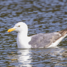 Western Gull-02