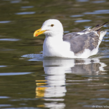 Western Gull-03